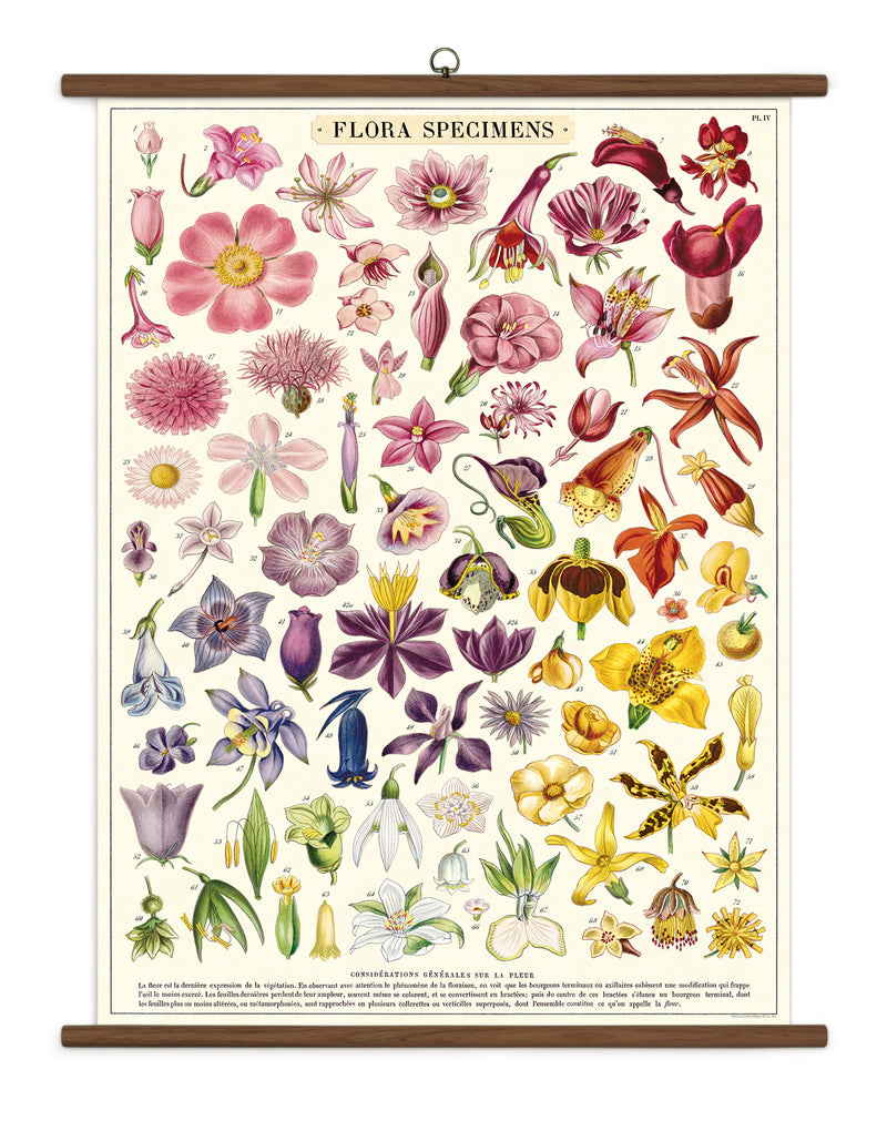 פוסטר Flora Specimens: School Chart