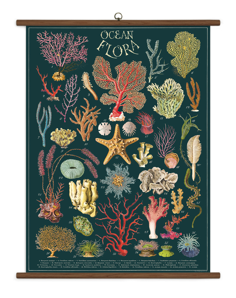 פוסטר Ocean Flora: School Chart