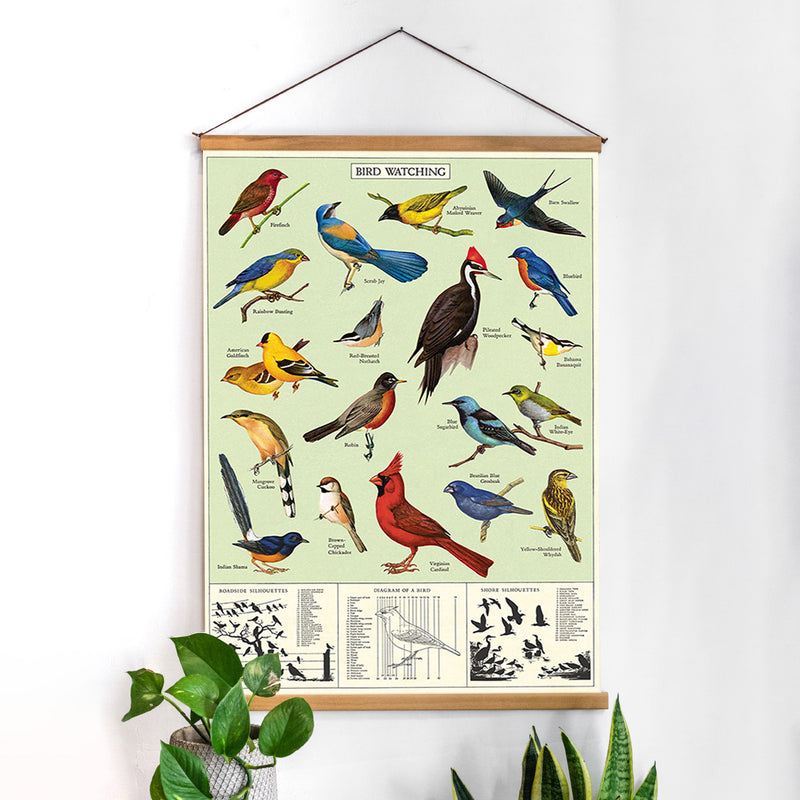 פוסטר: Study Of Birds