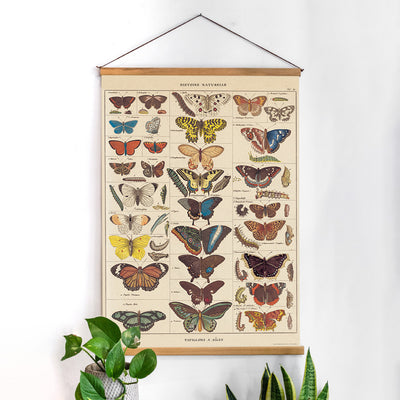 פוסטר: Natural History Butterflies