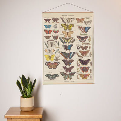 פוסטר: Natural History Butterflies