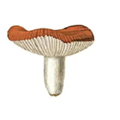 וואשי טייפ: Mushroom