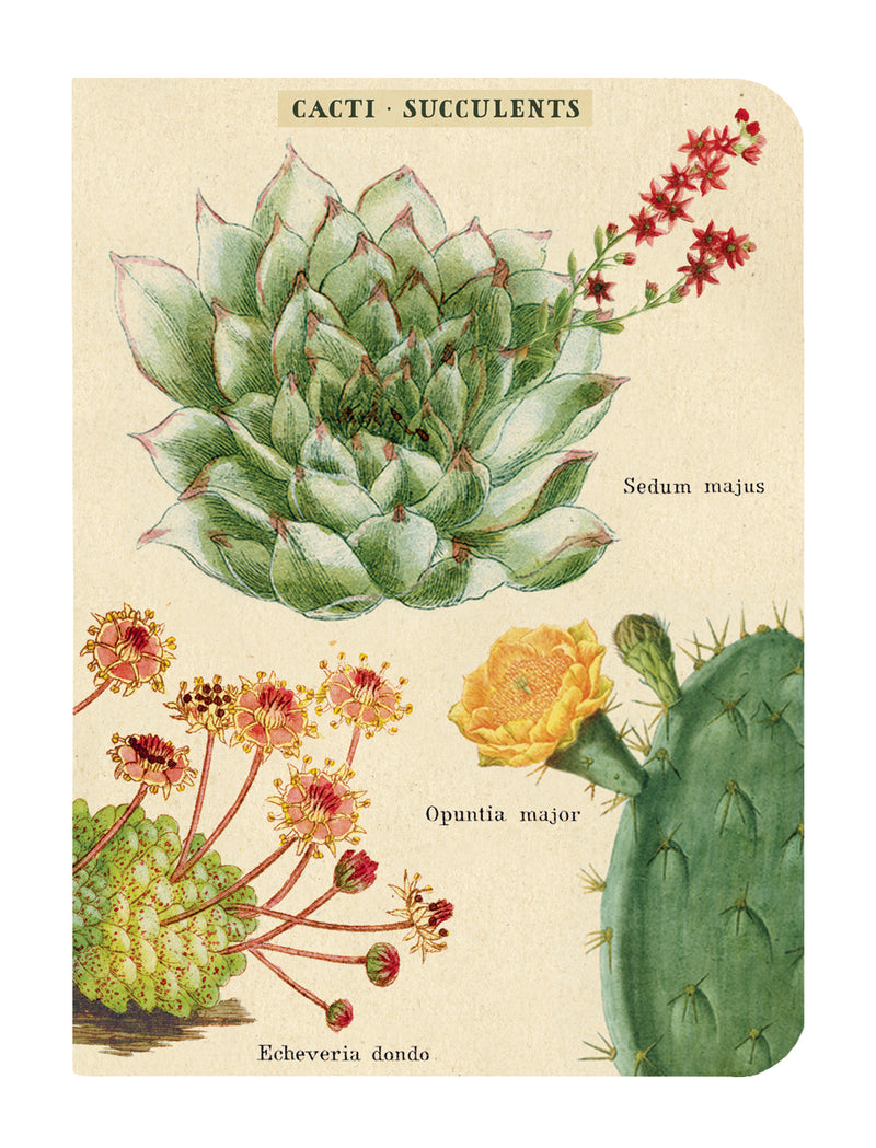 3 מחברות מיני : Succulents