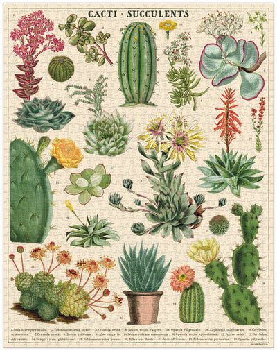 פאזל 1000 חלקים : Cacti & Succulents