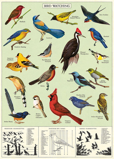 פוסטר : Study Of Birds