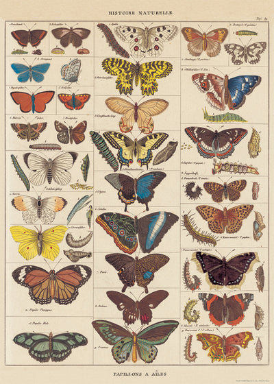 פוסטר :  Natural History Butterflies